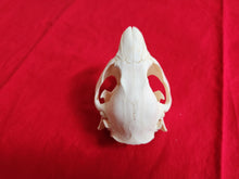 Load image into Gallery viewer, Medium Beaver Skull - BVS1027
