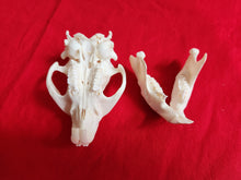 Load image into Gallery viewer, Medium Beaver Skull - BVS1027
