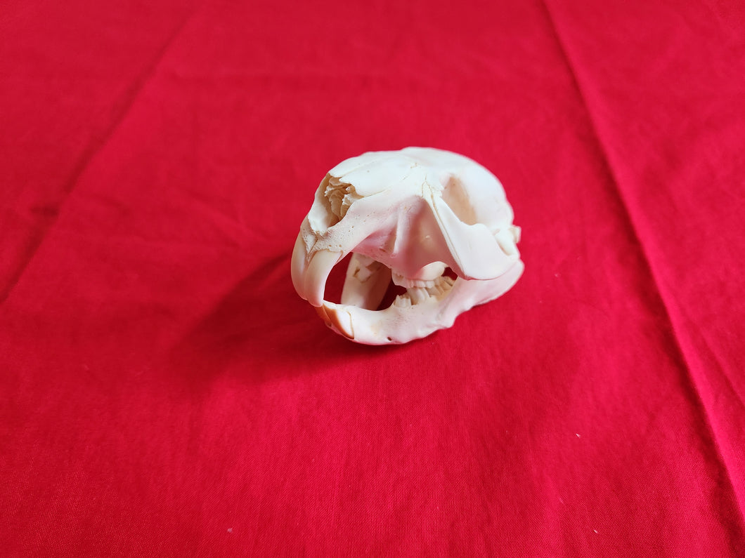 Medium Beaver Skull - BVS1028