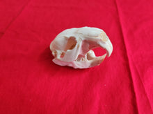 Load image into Gallery viewer, Medium Beaver Skull - BVS1028
