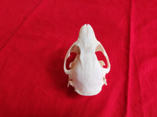 Load image into Gallery viewer, Medium Beaver Skull - BVS1028
