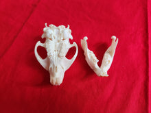 Load image into Gallery viewer, Medium Beaver Skull - BVS1028
