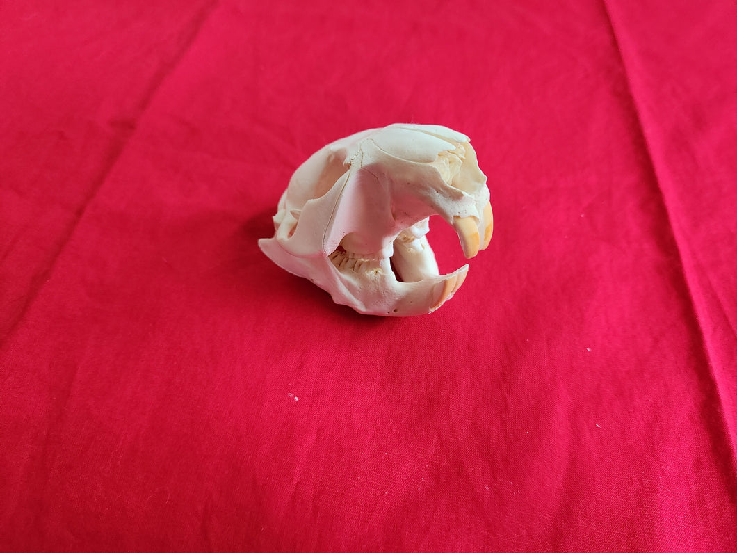 Small Beaver Skull - BVS1029