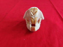 Load image into Gallery viewer, Small Beaver Skull - BVS1029
