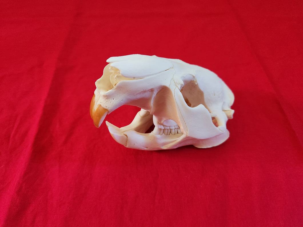 XXXL Beaver Skull - BVS1032