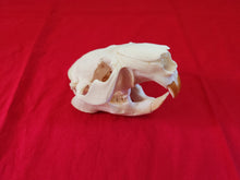 Load image into Gallery viewer, XXXL Beaver Skull - BVS1032
