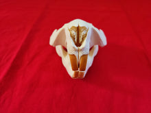 Load image into Gallery viewer, XXXL Beaver Skull - BVS1032
