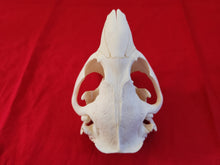 Load image into Gallery viewer, XXXL Beaver Skull - BVS1032
