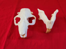 Load image into Gallery viewer, XXXL Beaver Skull - BVS1032
