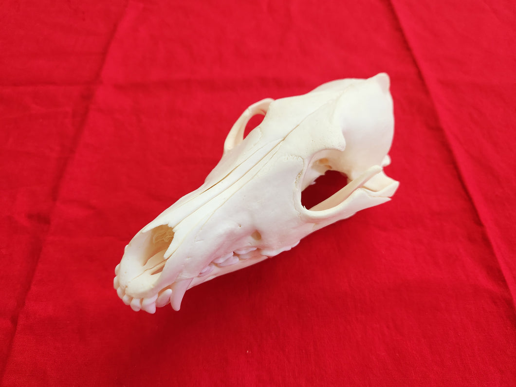 XXL Coyote Skull - CYS1003