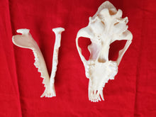 Load image into Gallery viewer, XXL Coyote Skull - CYS1003
