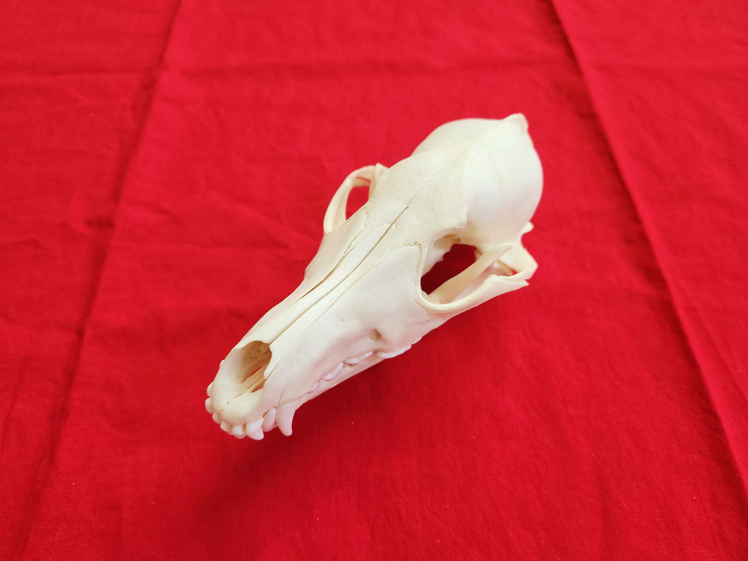 LM Coyote Skull - CYS1002