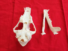 Load image into Gallery viewer, LM Coyote Skull - CYS1002
