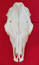 Load image into Gallery viewer, Beef (Cow) Skull - BES1001
