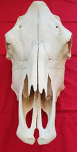 Load image into Gallery viewer, Beef (Cow) Skull - BES1001
