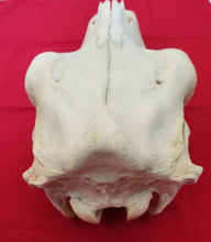 Load image into Gallery viewer, Beef (Cow) Skull - BES1001
