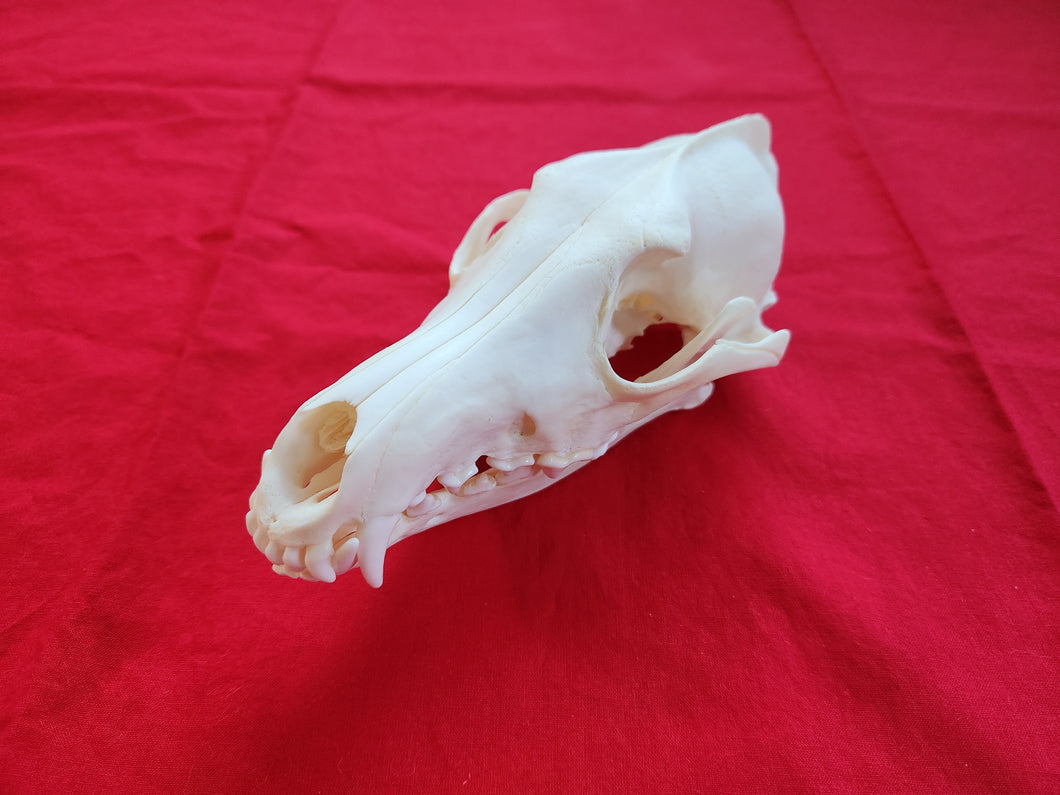 XL Coyote Skull - CYS1004