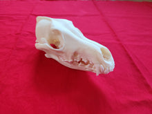 Load image into Gallery viewer, XL Coyote Skull - CYS1004
