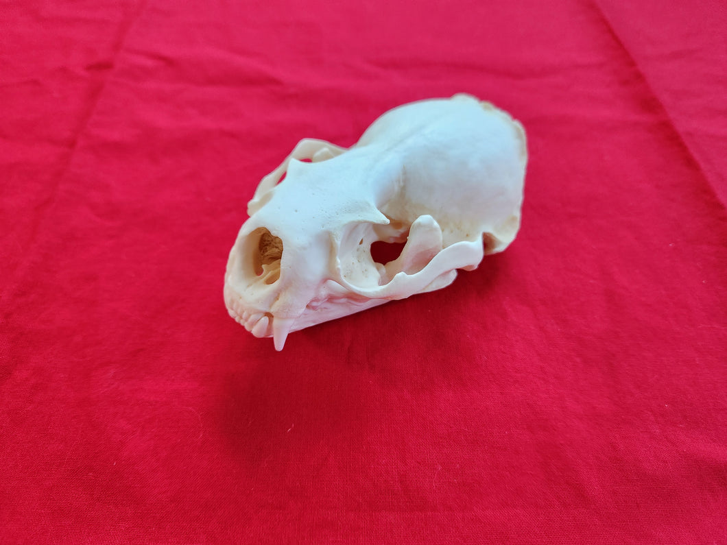 XXXL River Otter Skull - ROS1004