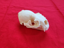 Load image into Gallery viewer, XXXL River Otter Skull - ROS1004
