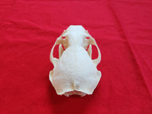 Load image into Gallery viewer, XXXL River Otter Skull - ROS1004
