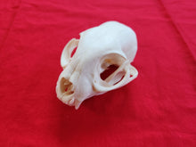 Load image into Gallery viewer, XL Bobcat Skull - BCS1008
