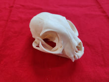 Load image into Gallery viewer, XL Bobcat Skull - BCS1008
