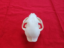 Load image into Gallery viewer, XL Bobcat Skull - BCS1008
