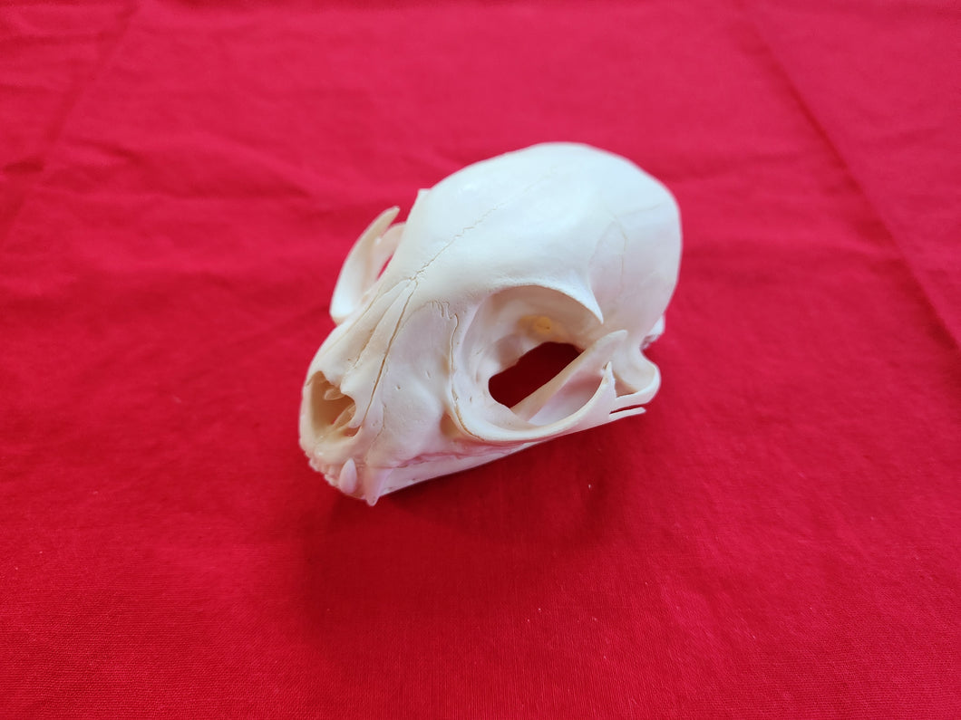 LM Bobcat Skull - BCS1009