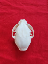 Load image into Gallery viewer, LM Bobcat Skull - BCS1009
