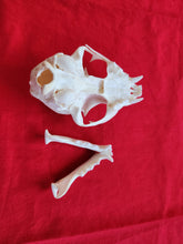 Load image into Gallery viewer, LM Bobcat Skull - BCS1009
