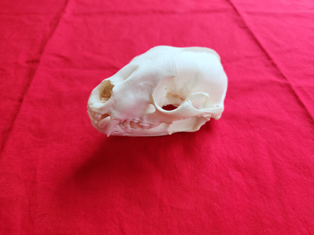 XXL Raccoon Skull - RCS1003