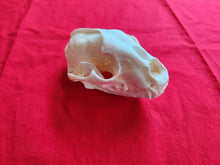 Load image into Gallery viewer, XXL Raccoon Skull - RCS1003
