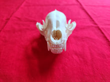 Load image into Gallery viewer, XXL Raccoon Skull - RCS1003
