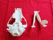 Load image into Gallery viewer, XXL Raccoon Skull - RCS1003
