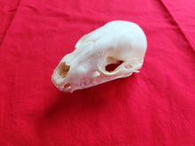 Load image into Gallery viewer, Large Raccoon Skull - RCS1004
