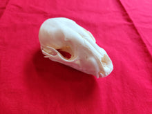 Load image into Gallery viewer, Large Raccoon Skull - RCS1004
