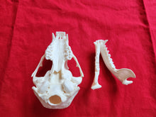 Load image into Gallery viewer, Large Raccoon Skull - RCS1004
