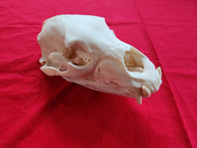 Load image into Gallery viewer, Large Black Bear Skull - BBS1018
