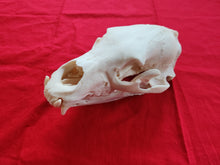 Load image into Gallery viewer, Large Black Bear Skull - BBS1018
