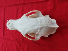 Load image into Gallery viewer, Large Black Bear Skull - BBS1018
