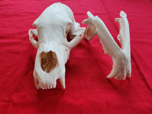 Load image into Gallery viewer, Large Black Bear Skull - BBS1018
