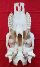 Load image into Gallery viewer, Beef (Cow) Skull - BES1002
