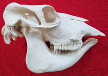 Load image into Gallery viewer, Beef (Cow) Skull - BES1002
