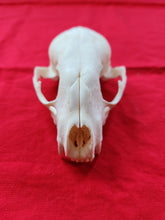 Load image into Gallery viewer, Large Raccoon Skull - UPPER Skull Only - RCS1005
