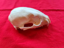 Load image into Gallery viewer, Large Raccoon Skull - UPPER Skull Only - RCS1005
