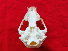 Load image into Gallery viewer, Large Raccoon Skull - UPPER Skull Only - RCS1005
