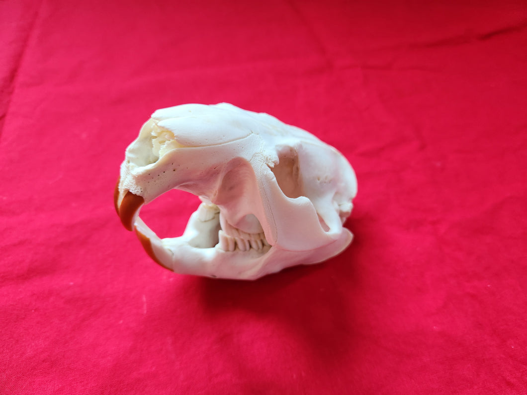 XXXL Beaver Skull - BVS1039