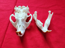 Load image into Gallery viewer, XL Beaver Skull - BVS1041
