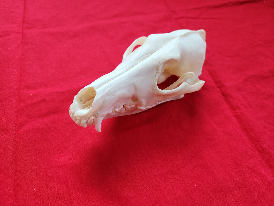 XXL Coyote Skull - CYS1005